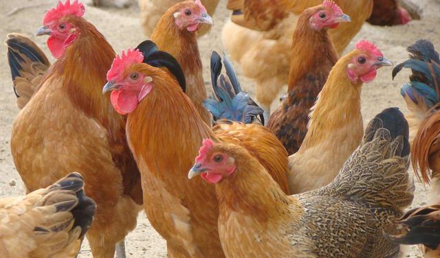 土鸡怎么做最好吃家常做法,土鸡怎么做才好吃啊