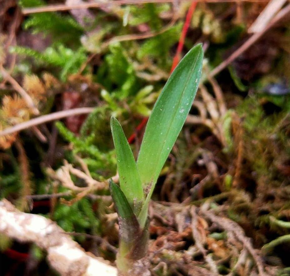 兰花龙根,另类的“赌石”,花上千去赌草,你愿意吗?