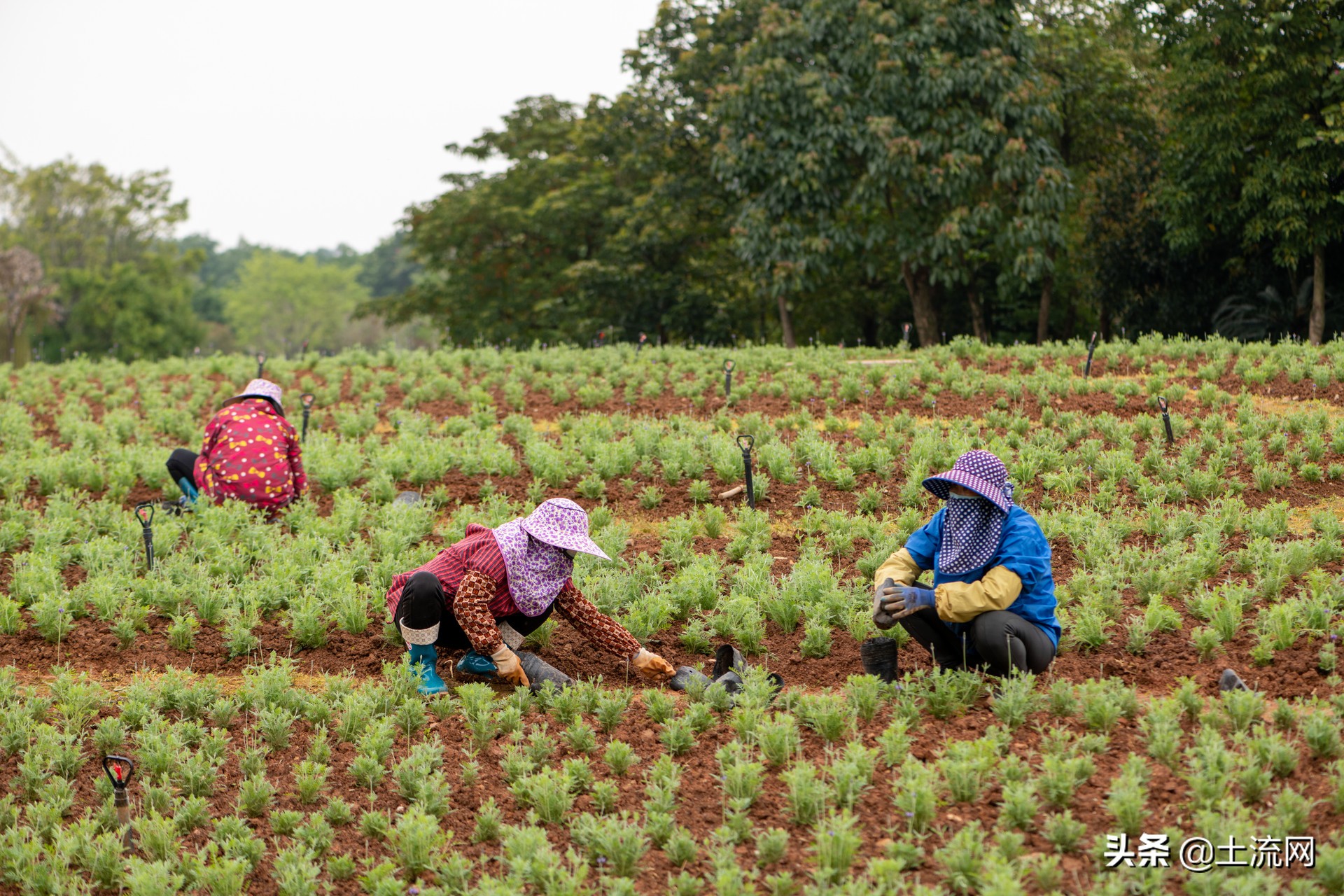 2019年农民工做什么挣钱,2020年农民工干什么最赚钱