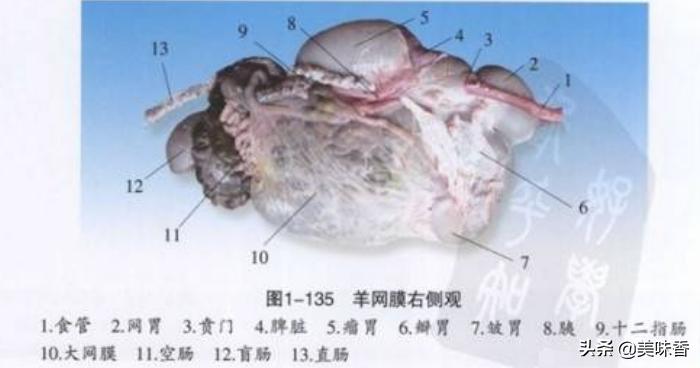 羊有几个胃能干什么,羊有几个胃分别叫什么名字