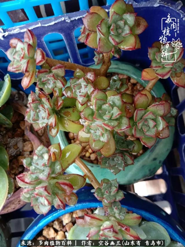 多肉最美的时光,多肉惊艳我的时光