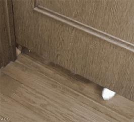 所有猫咪都是液体么,猫咪是一种特殊的液体你知道吗