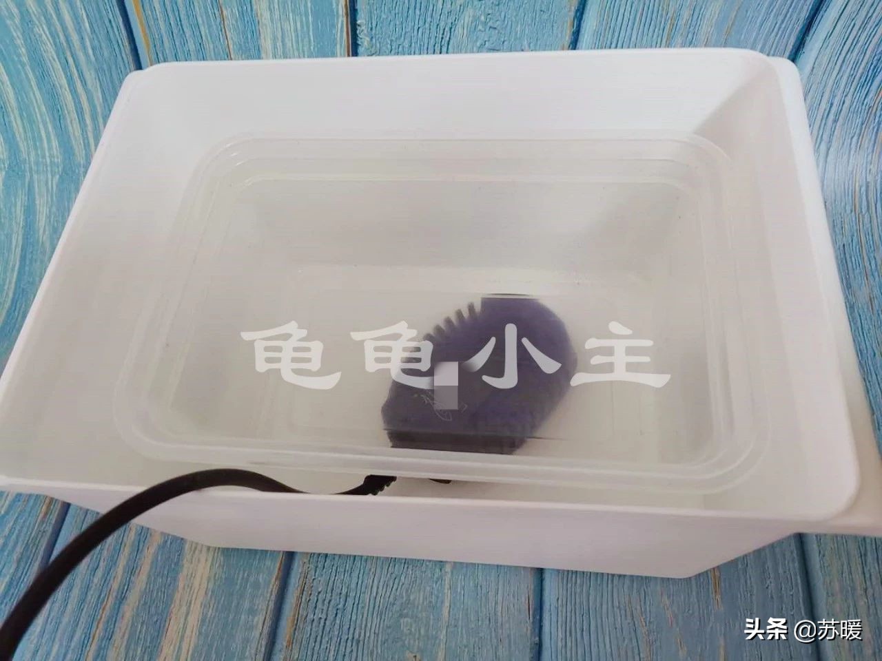 新手养龟冬天要注意什么,冬季可以用水养龟的正确方法