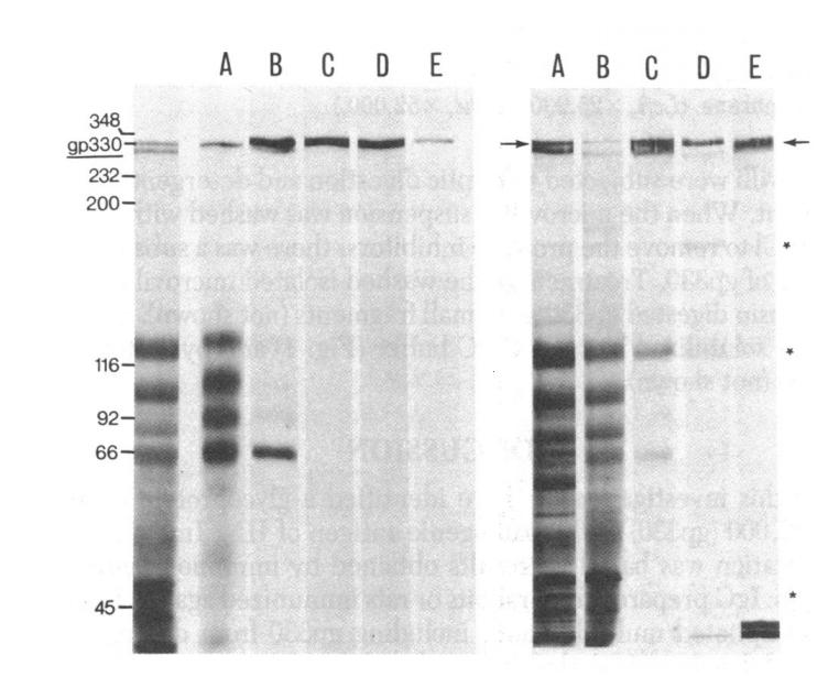 膜性肾病流行病学,膜性肾病的最新研究