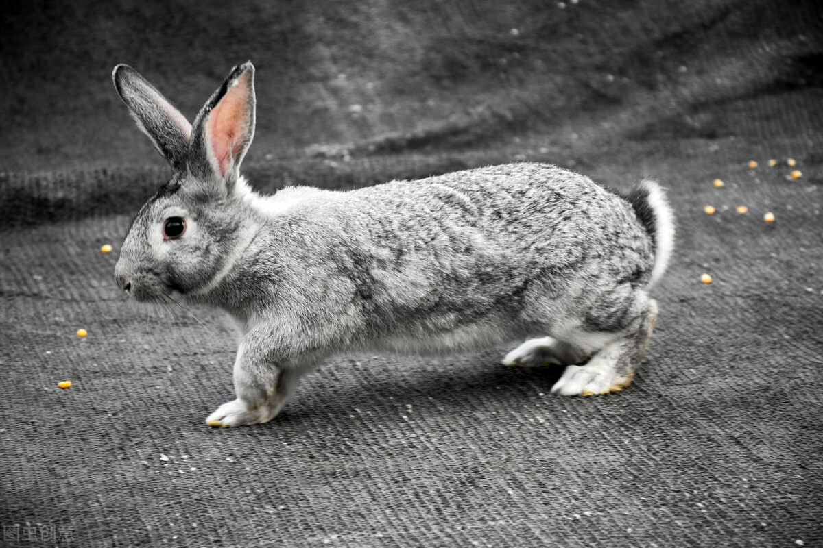 兔子身上有癣用什么药合适,兔子头上长癣怎么治疗