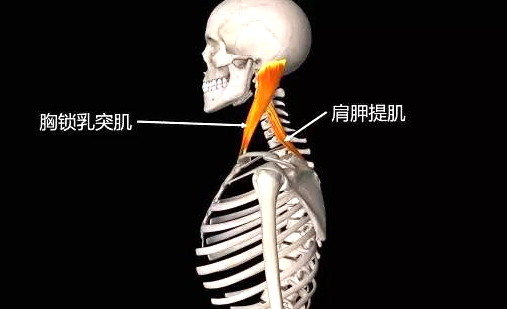 c5-6椎间盘突出是大手术吗,颈椎c5c6椎间盘突出手麻怎么办