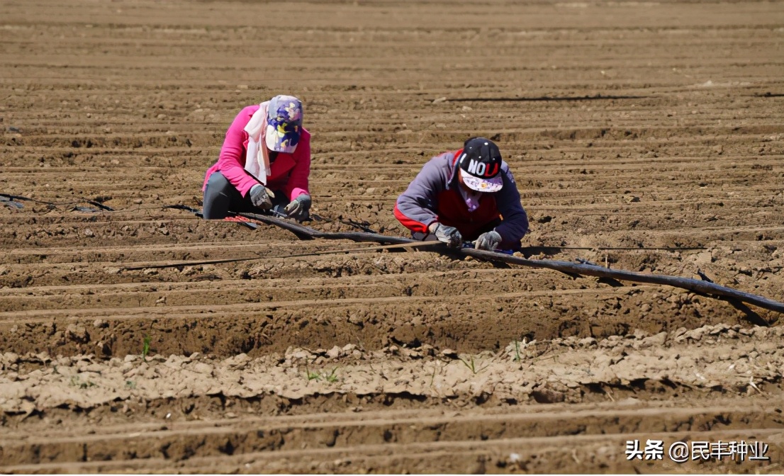 民丰马铃薯种业有限公司,内蒙古民丰种业有限公司