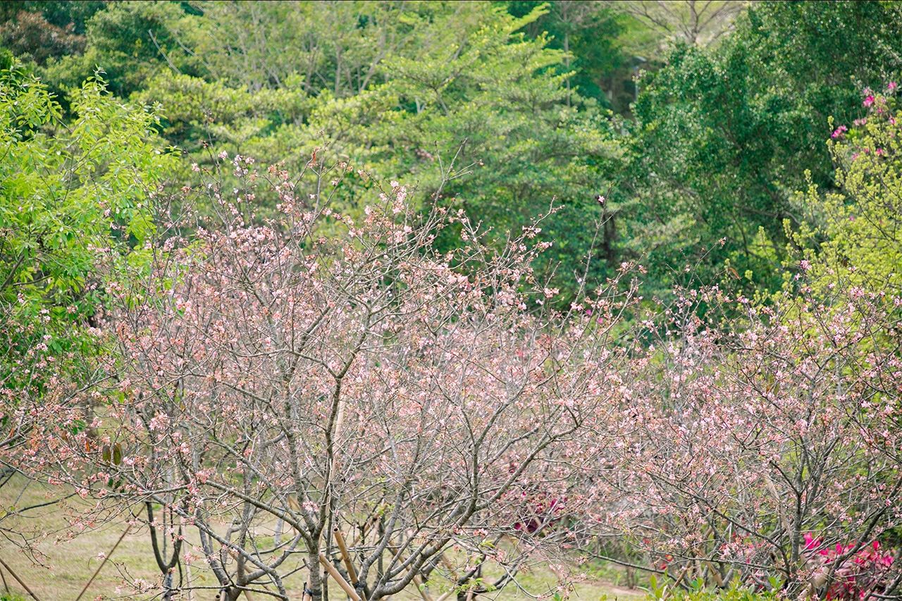 去深圳免费游玩的10个地方,深圳免费游玩景点推荐