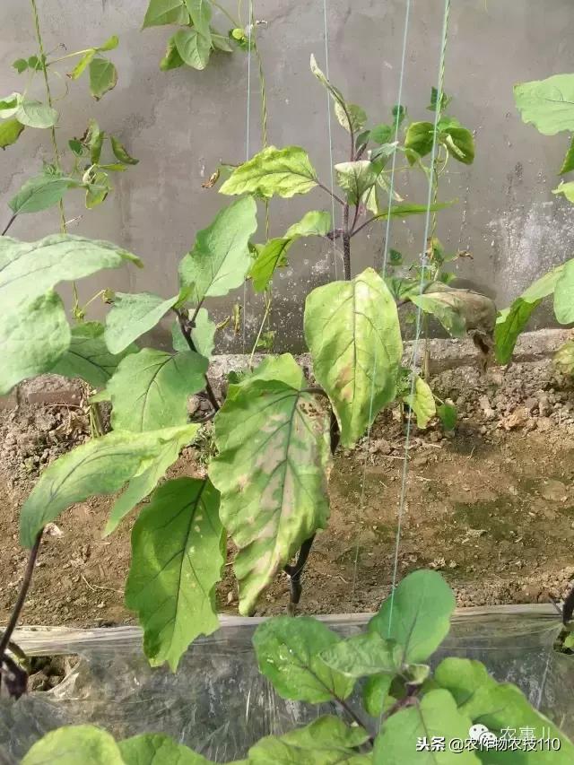 种茄子的六个步骤简短文字,种茄子的基本知识