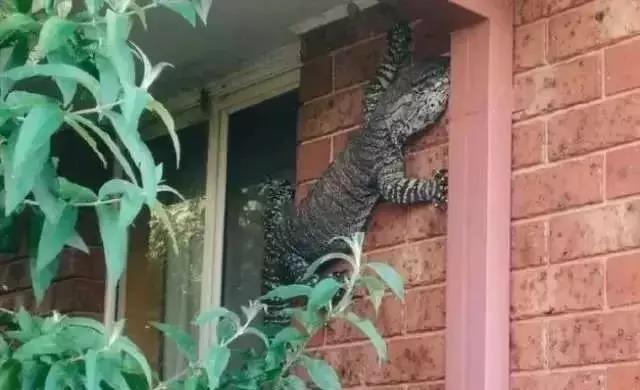 袋鼠和人打架视频,袋鼠为什么喜欢和狗狗打架