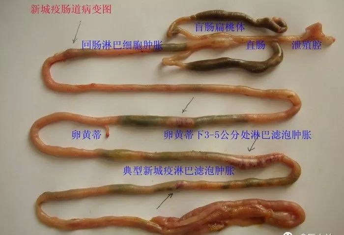 家禽常见疾病及检测方法书籍,家禽疾病如何检测