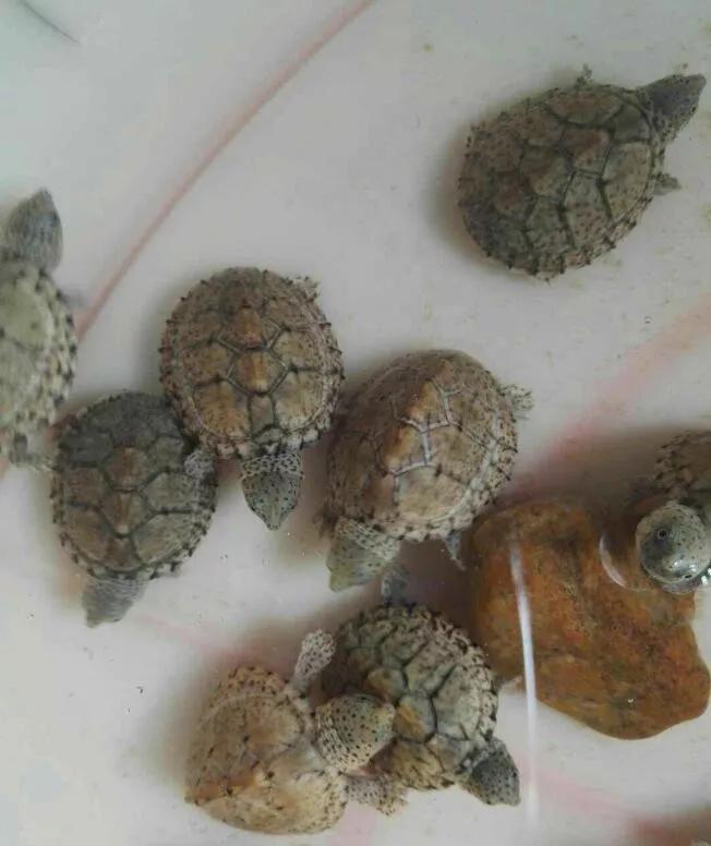 鳄龟互咬在一起怎么办,鳄龟处于濒死状态怎么办