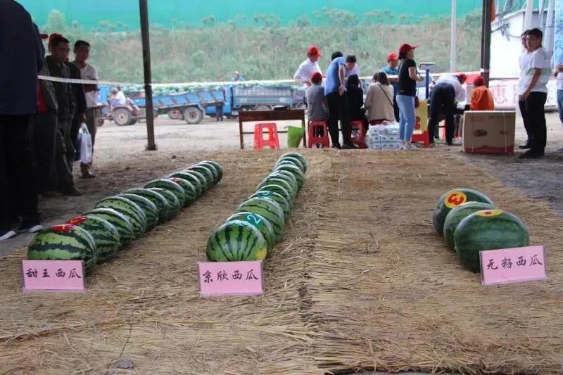 一村一品打造乡村产业,一村一品亿元村