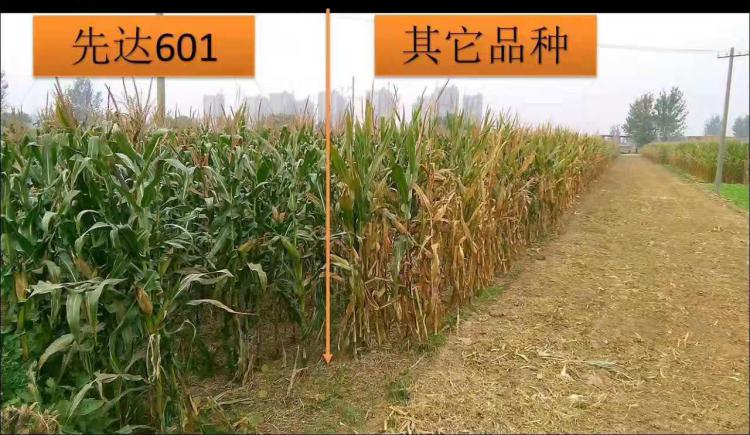 抗病性突出,什么玉米品种高抗锈病