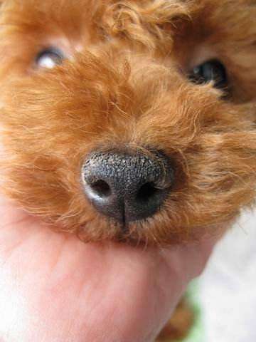 怎么挑选泰迪犬好看,怎么挑选泰迪犬幼犬