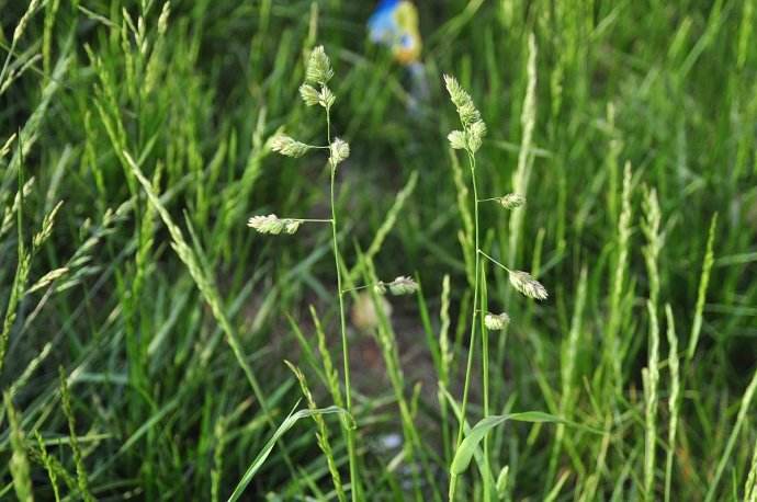 鸭茅草的种植要点有哪些,鸭茅草营养价值