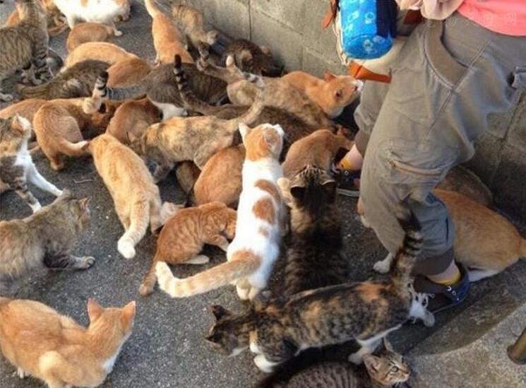 人吃猫薄荷会有幻觉吗,猫吃了薄荷出现幻觉怎么办