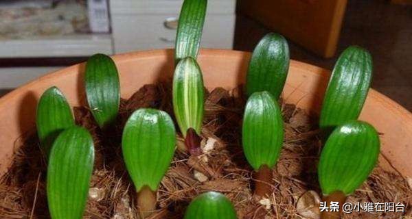 家庭君子兰开花期间怎么浇水施肥,君子兰开花期间怎么浇水加鸡蛋呢