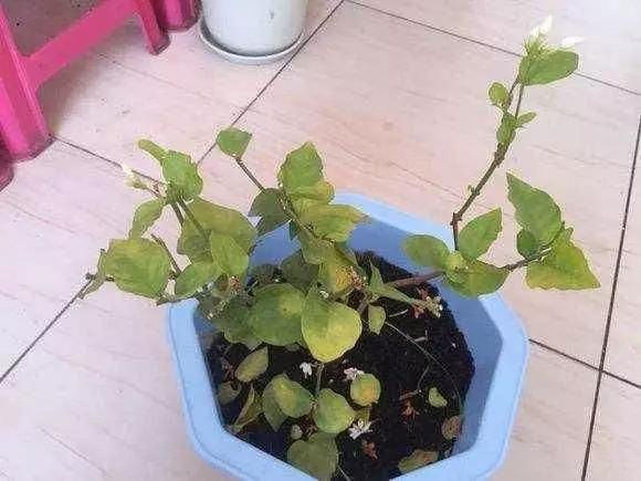 室内的花什么时候搬出去比较好,不宜室内养的5种花