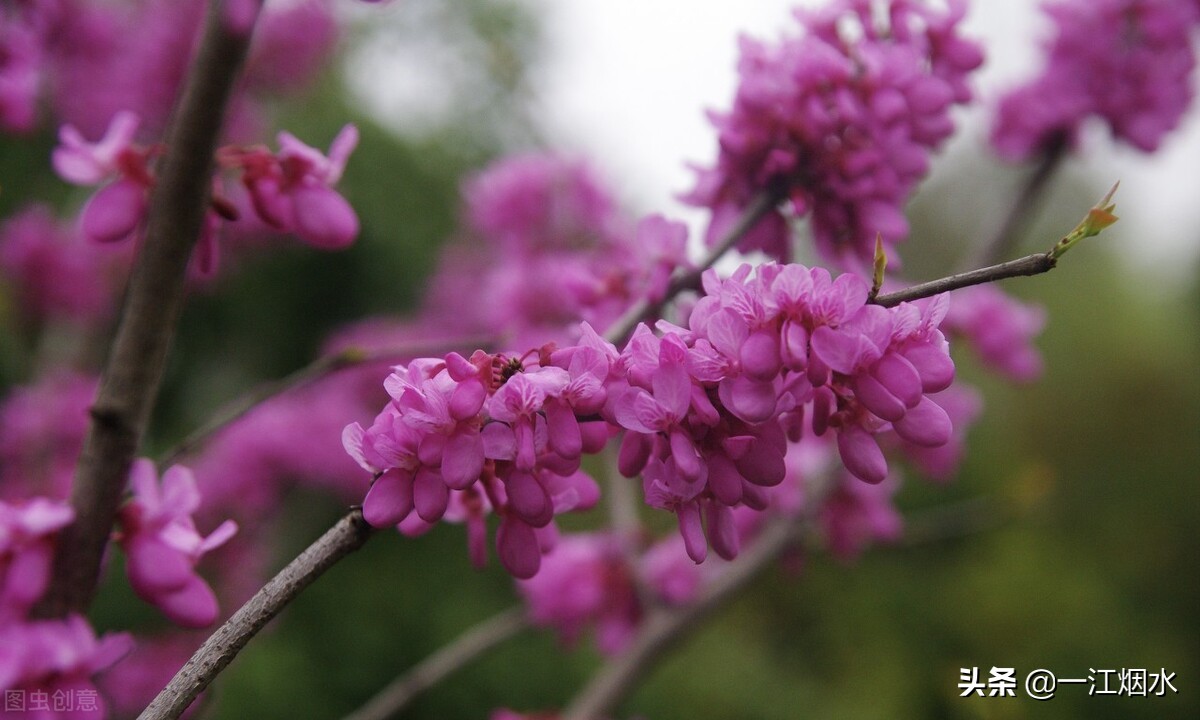 各种花的寓意和象征意义,各种花的花语和象征意义
