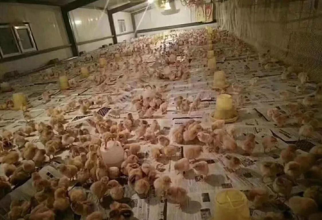 湿度对小鸡孵化的影响大吗,湿度大小对鸡的影响