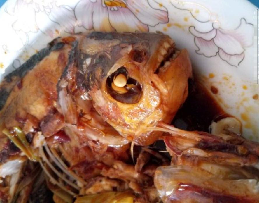 史无前例！澜沧江钓起大量红鲳鱼，满口利齿轻松咬断树枝