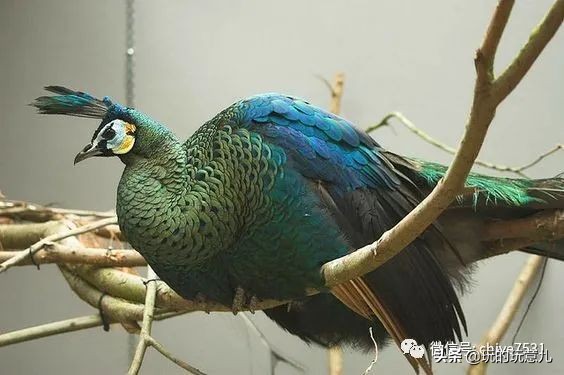 中国画孔雀名作,中国名画孔雀