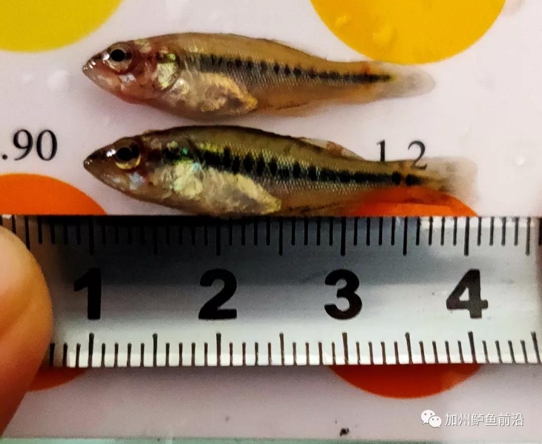 加州鲈病症治疗,加州鲈熟身怎么预防