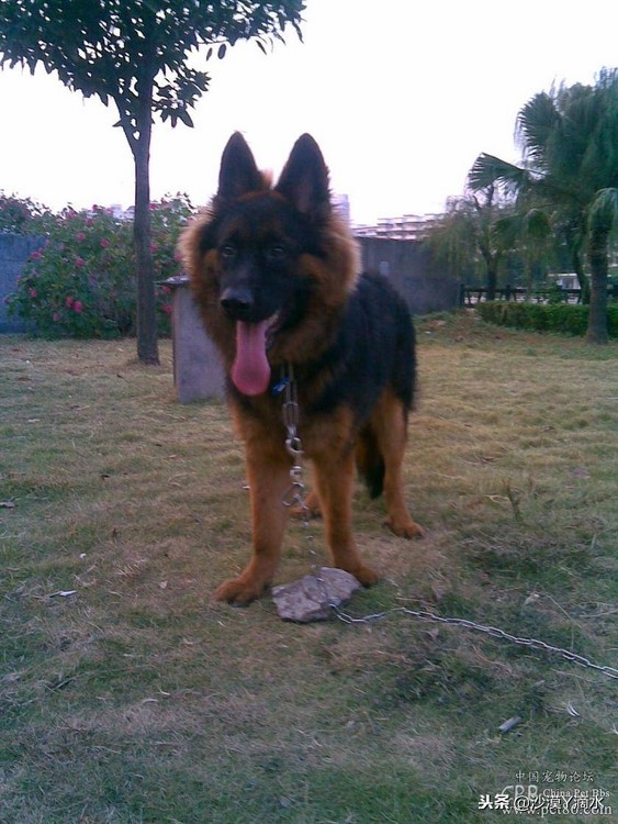 比尼熊狗狗价格,阿拉斯加狗狗价格