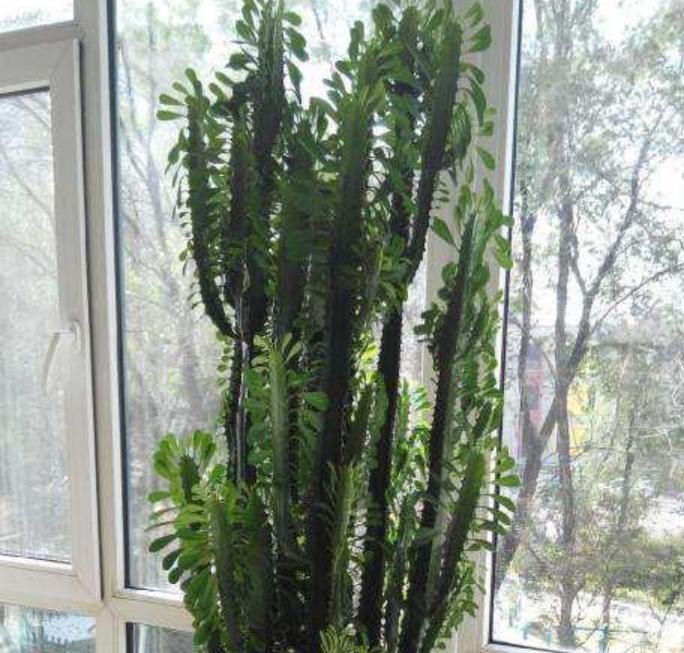 绿植花卉盆栽净化空气吸甲醛,净化空气吸甲醛绿植前十名图片