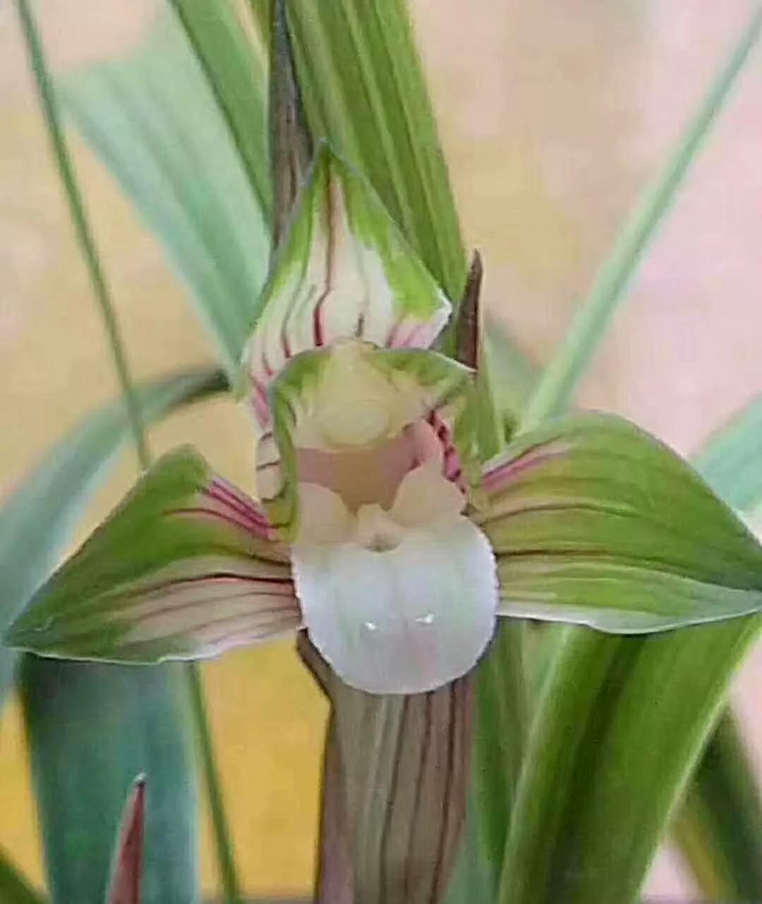 兰市上价值三十万一苗的雪白中透缟素花，成为兰家争相收藏的精品