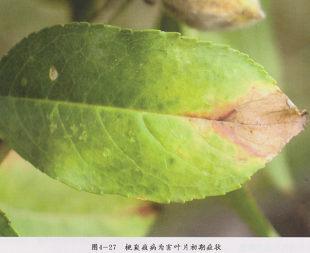 桃树叶片腐烂是什么病,桃全年病虫害防治方案