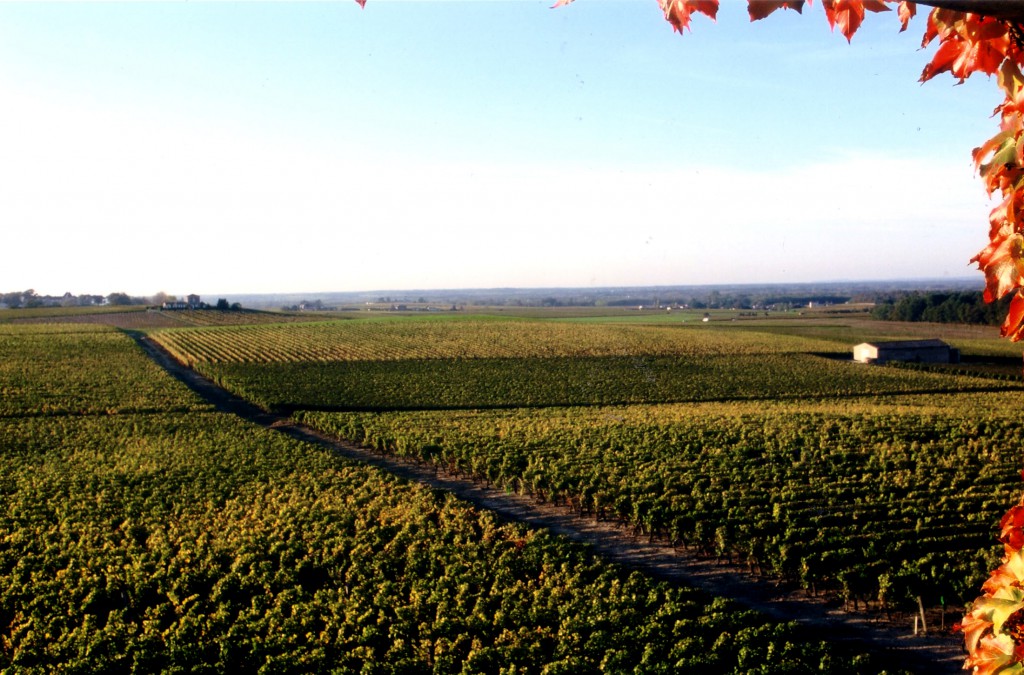 拉菲集团ip,拉菲集团是做什么的