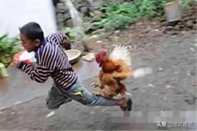 一岁小孩被公鸡啄伤后发生的事,男童被鸡啄伤