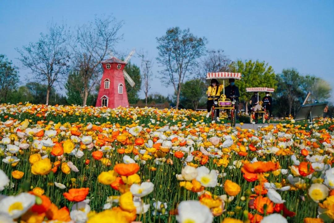 “京”日小确幸,俺们都浪出花儿来了