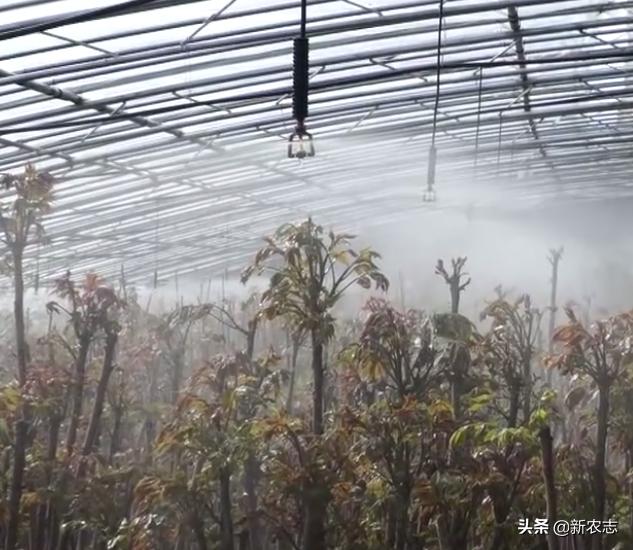 农业种植致富项目种香椿,农村芽苗菜致富项目