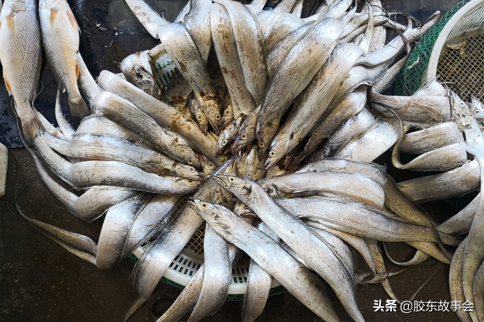 回忆：上世纪八十年代中期，烟台的海产品都是什么价格？