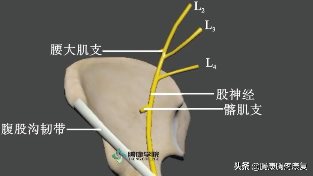 下肢常见神经损伤后表现