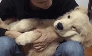 怎么惹金毛生气,金毛惹主人生气