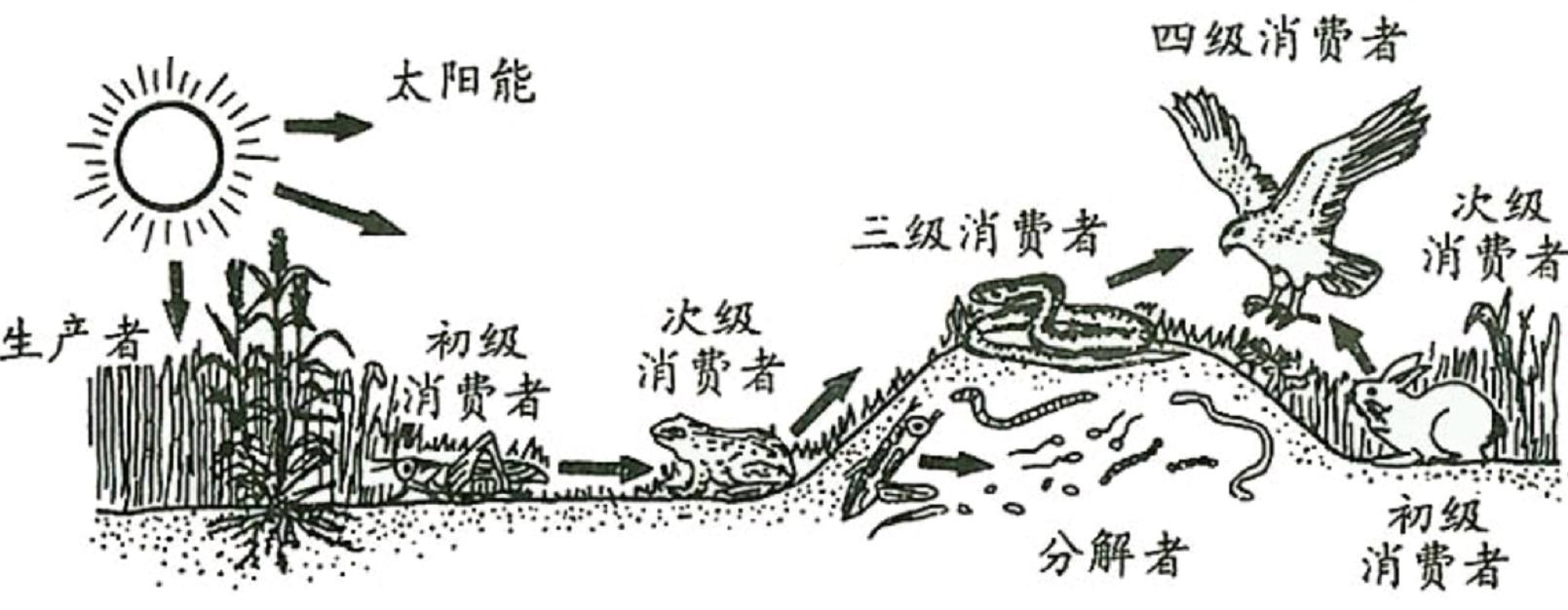 大黄蜂入侵,大黄蜂入侵法国