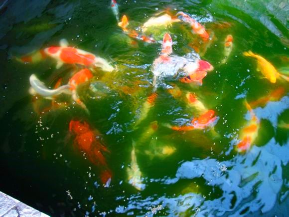 绿水养金鱼好还是清水养金鱼好,用什么水养金鱼最好
