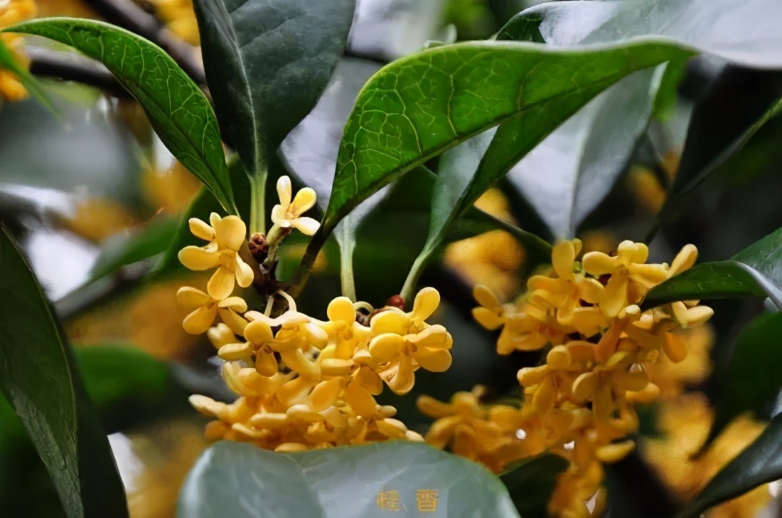 桂花发了好多新芽,桂花品种对比一览表