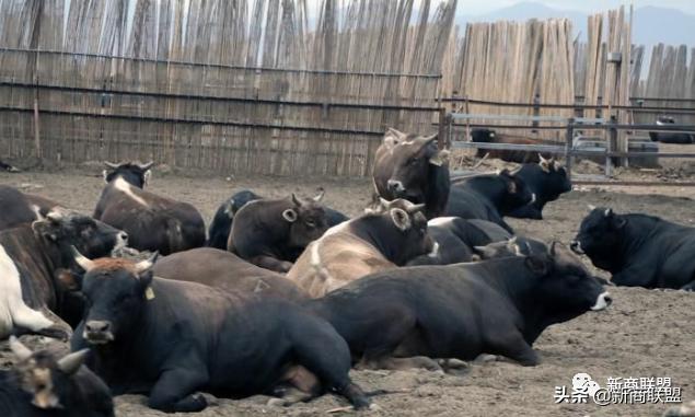 新疆华凌农牧科技开发有限公司,华凌农牧业