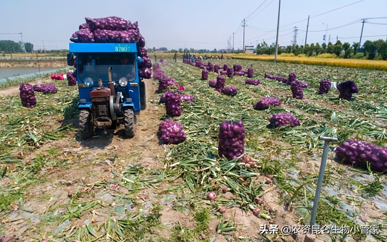 洋葱红根病的防治方法,洋葱黄叶烂根是怎么了
