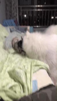 女孩在路边捡到一条流浪狗,男子捡到一条流浪狗