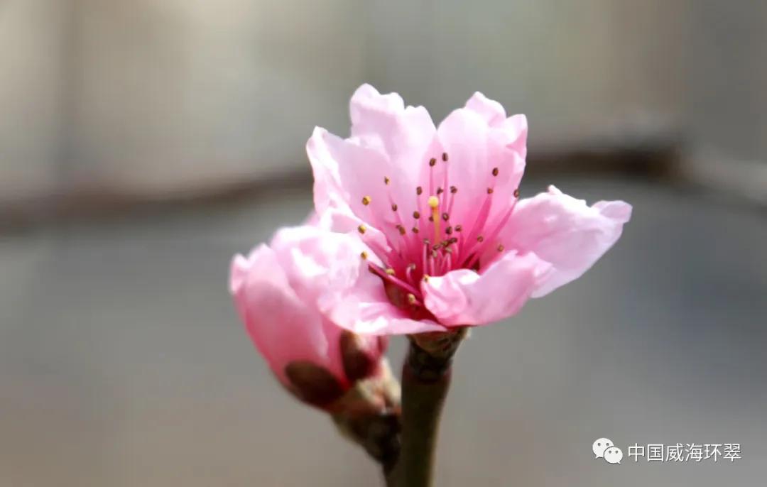 走进春天的环翠公园,环翠景色