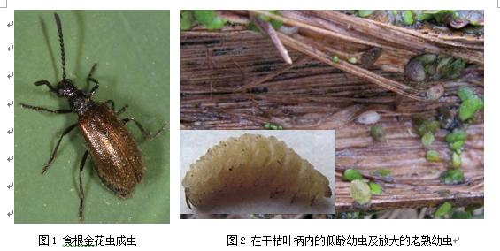 莲藕泥土里有什么害虫,莲藕常见的虫子