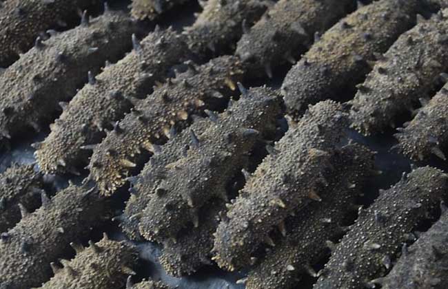 渤海湾野生海鲜图片,渤海湾海鲜为什么好