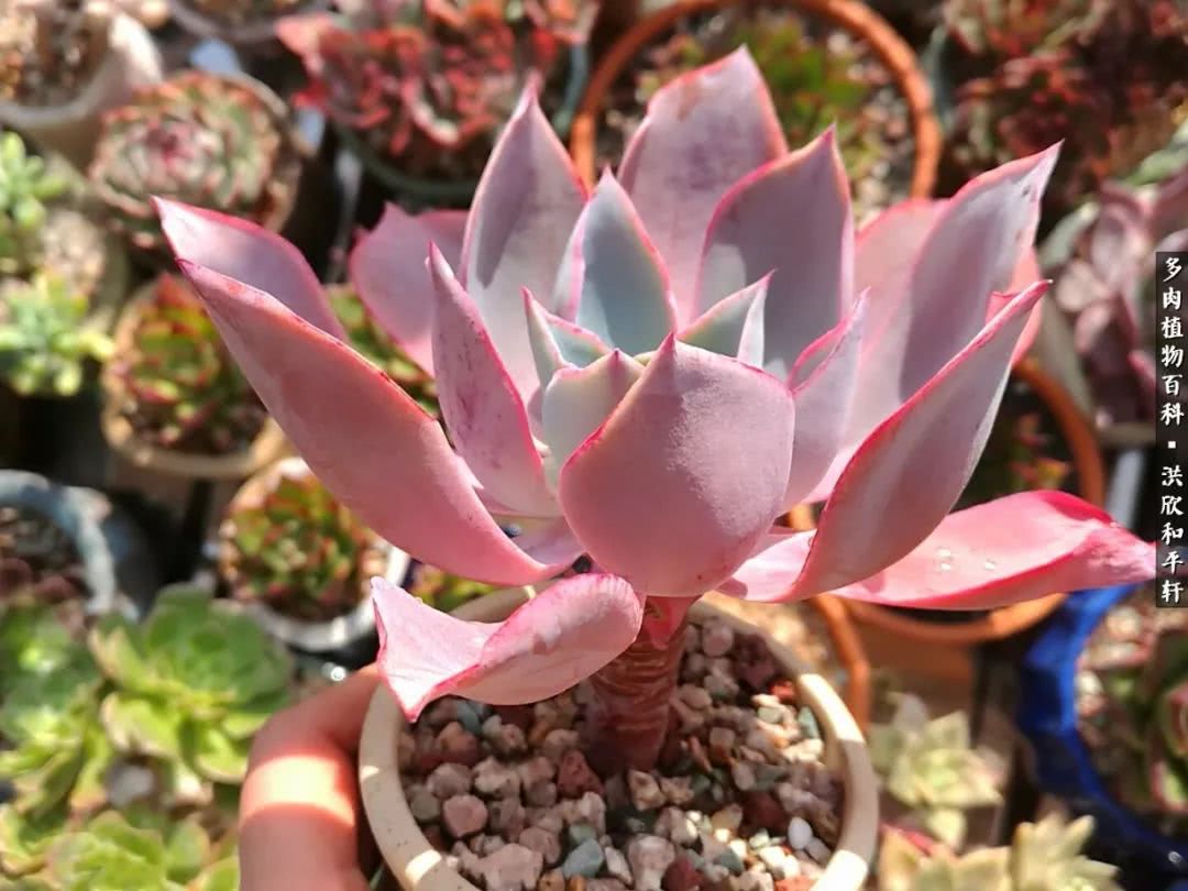 多肉的四季轮回,四季轮回多肉