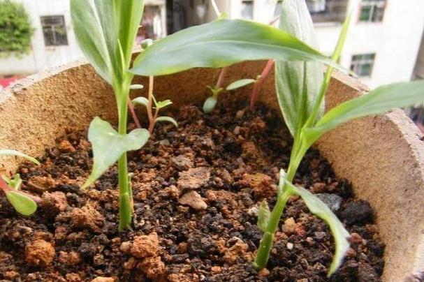 1个生姜埋盆里，两三天浇1次水，半年后收获鲜姜20斤，够全家吃